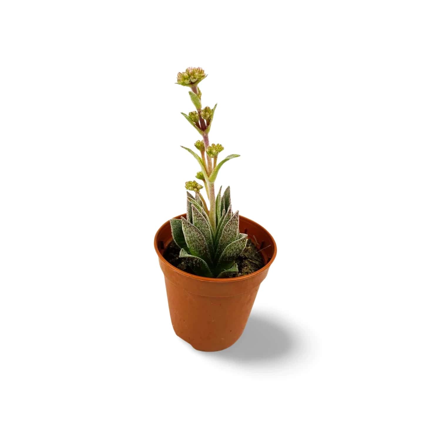 Adromischus Trigonus