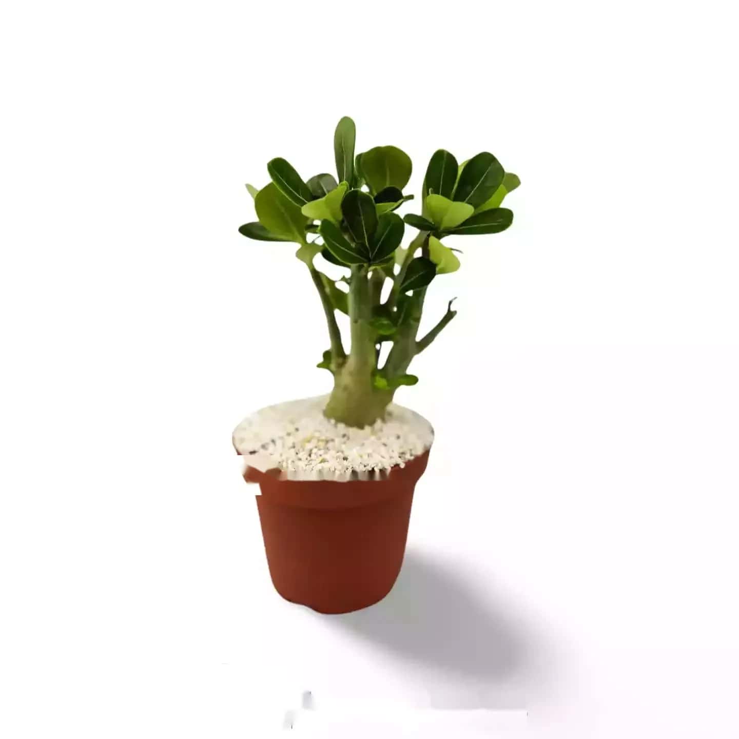 Adenium Obesum