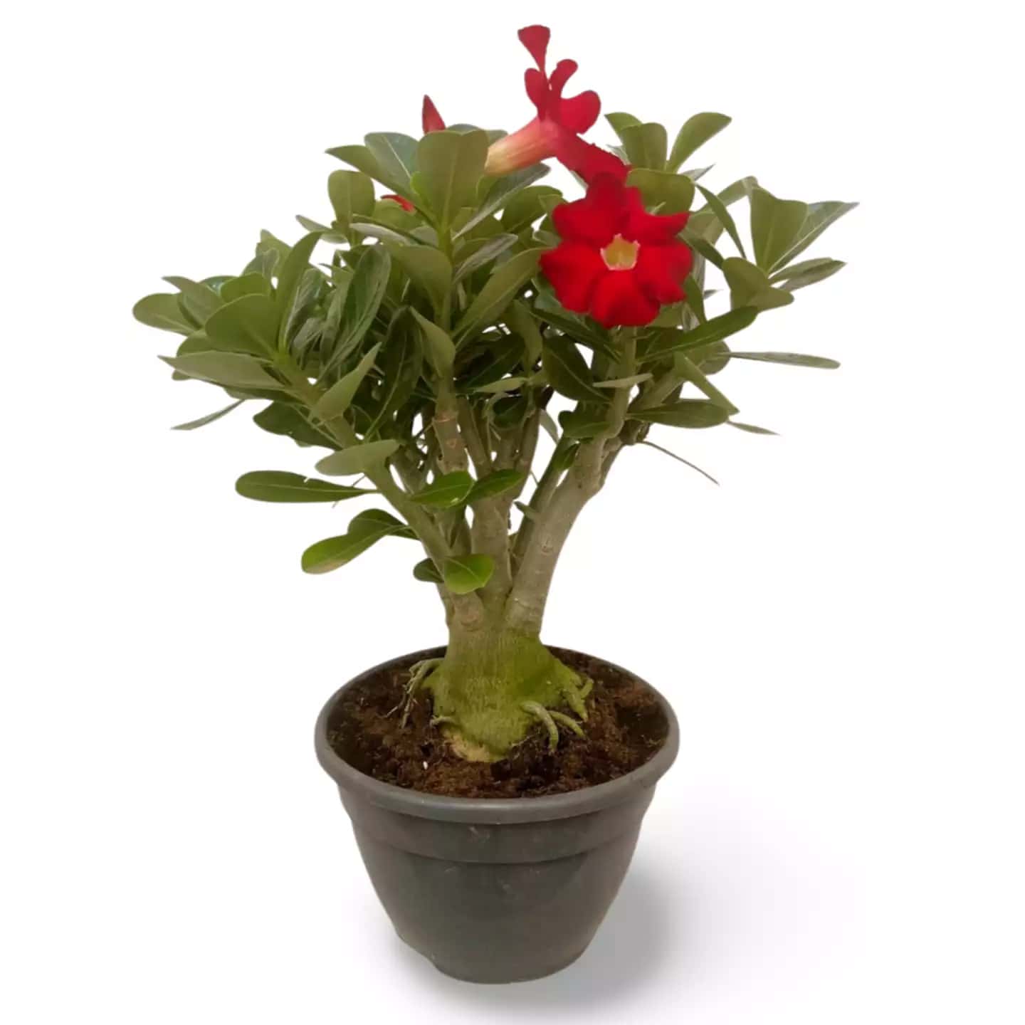 Adenium Wüstenrose XXL Rot