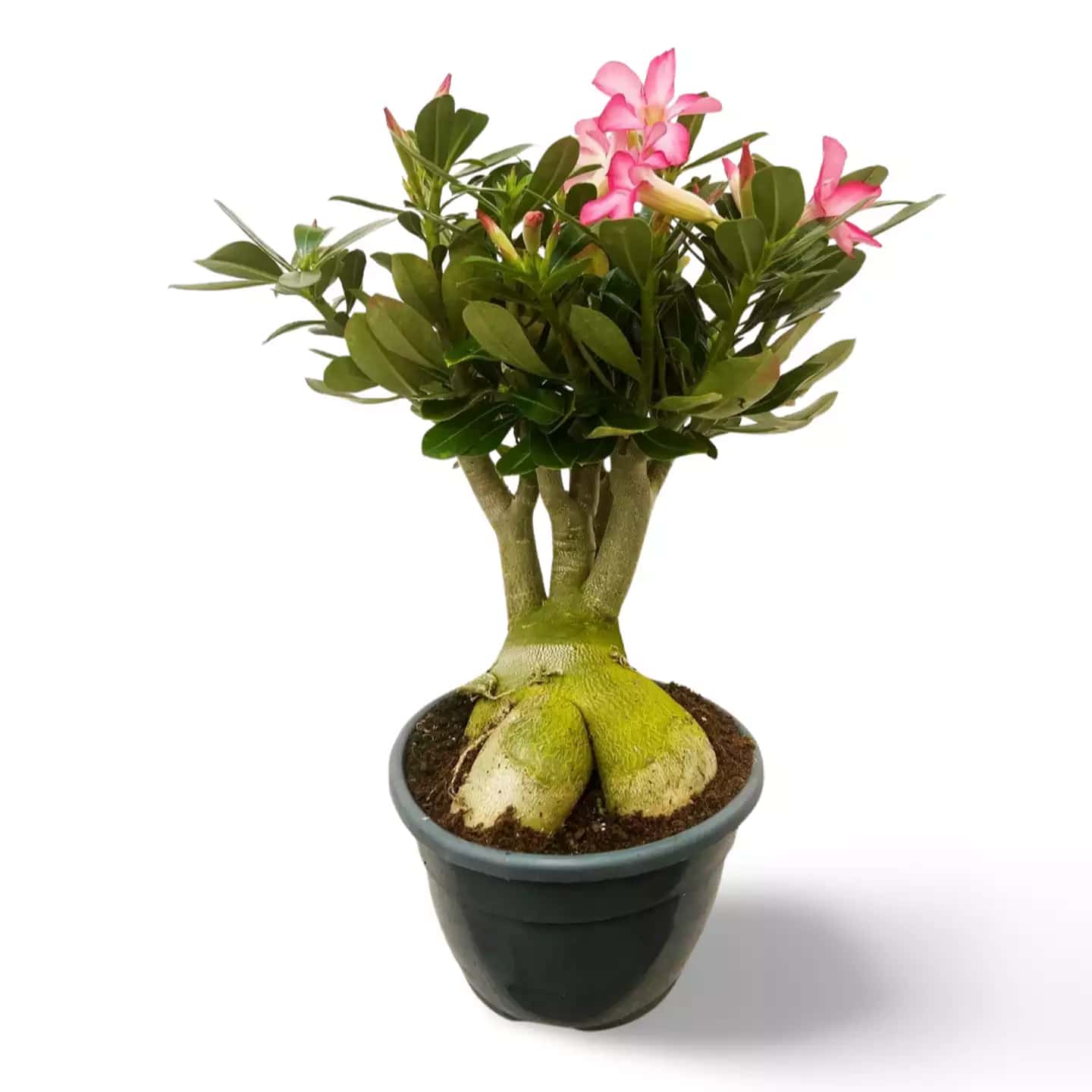 Adenium Wüstenrose XXL Rosa