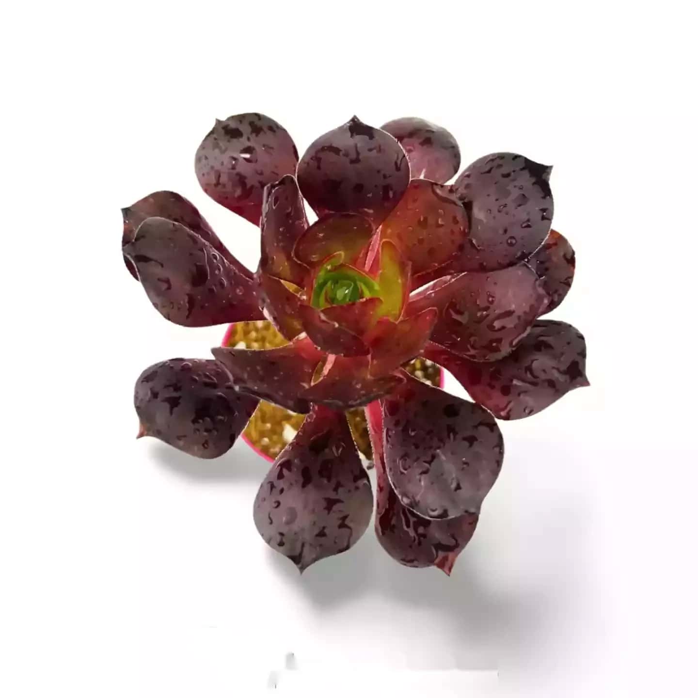 Aeonium Arboreum Atropurpureum