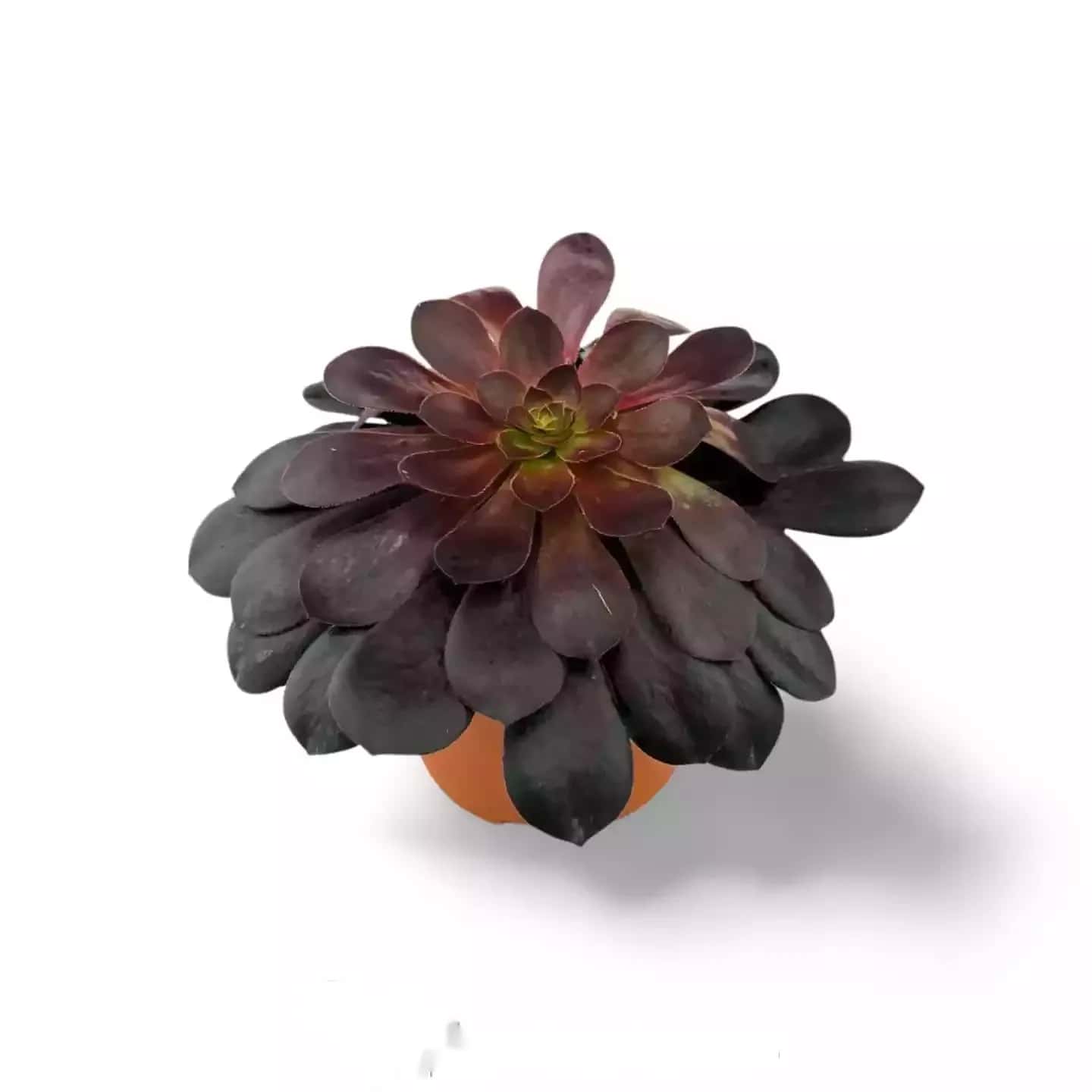 Aeonium Arboreum Schwarze Rose