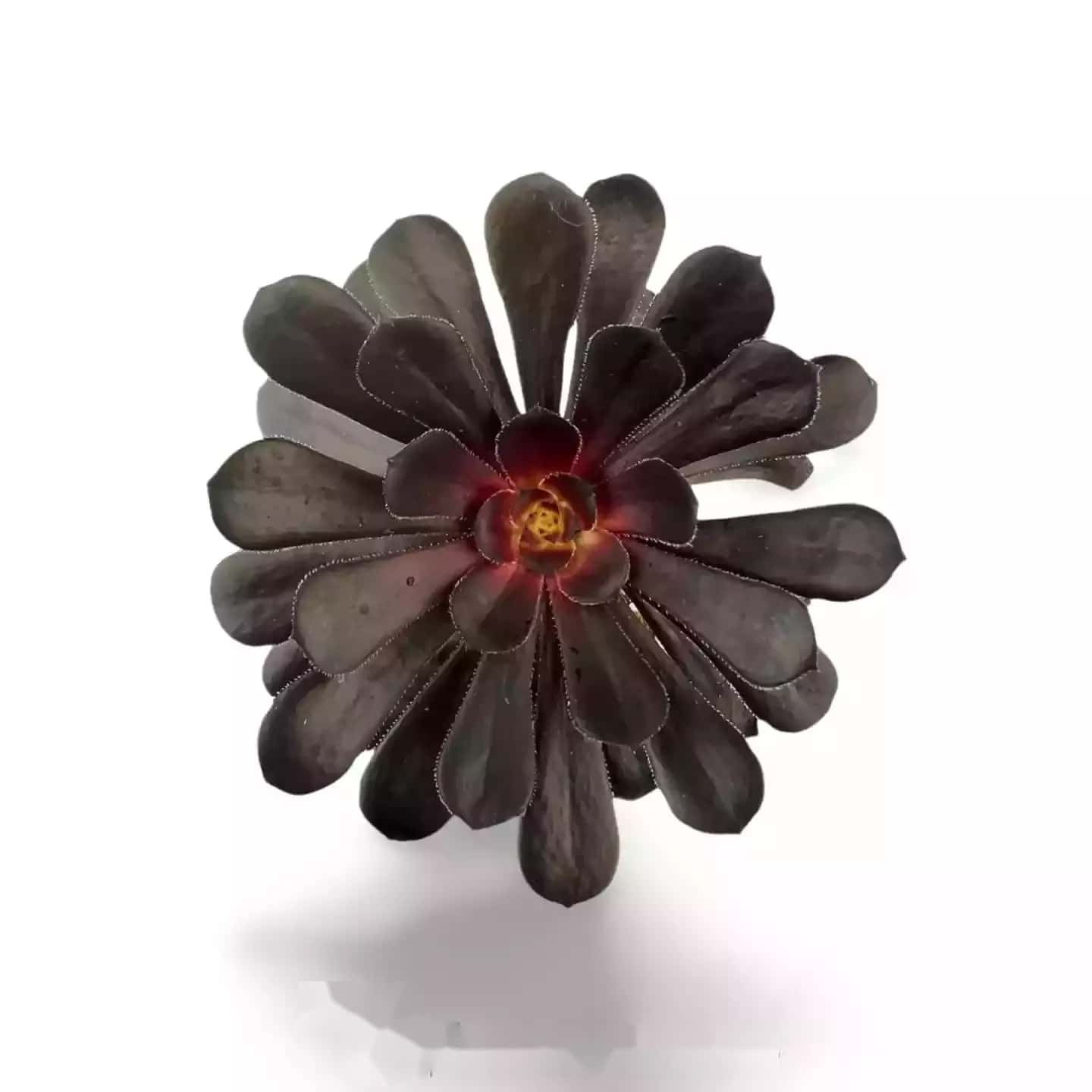 Aeonium Arboreum Schwarzer Rosenbaum