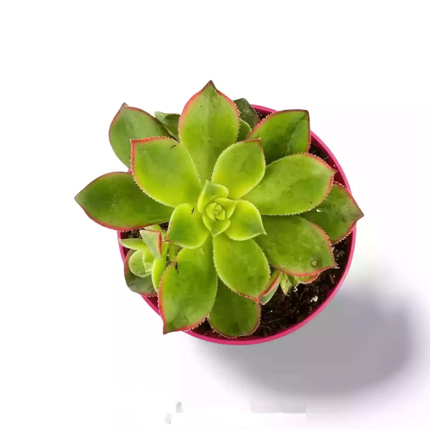 Aeonium-Kiwi