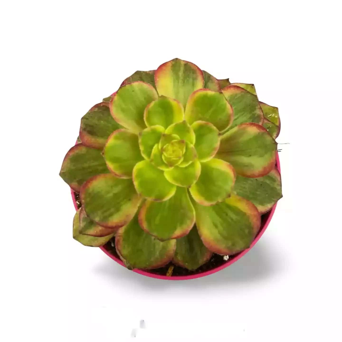 Aeonium Karneval