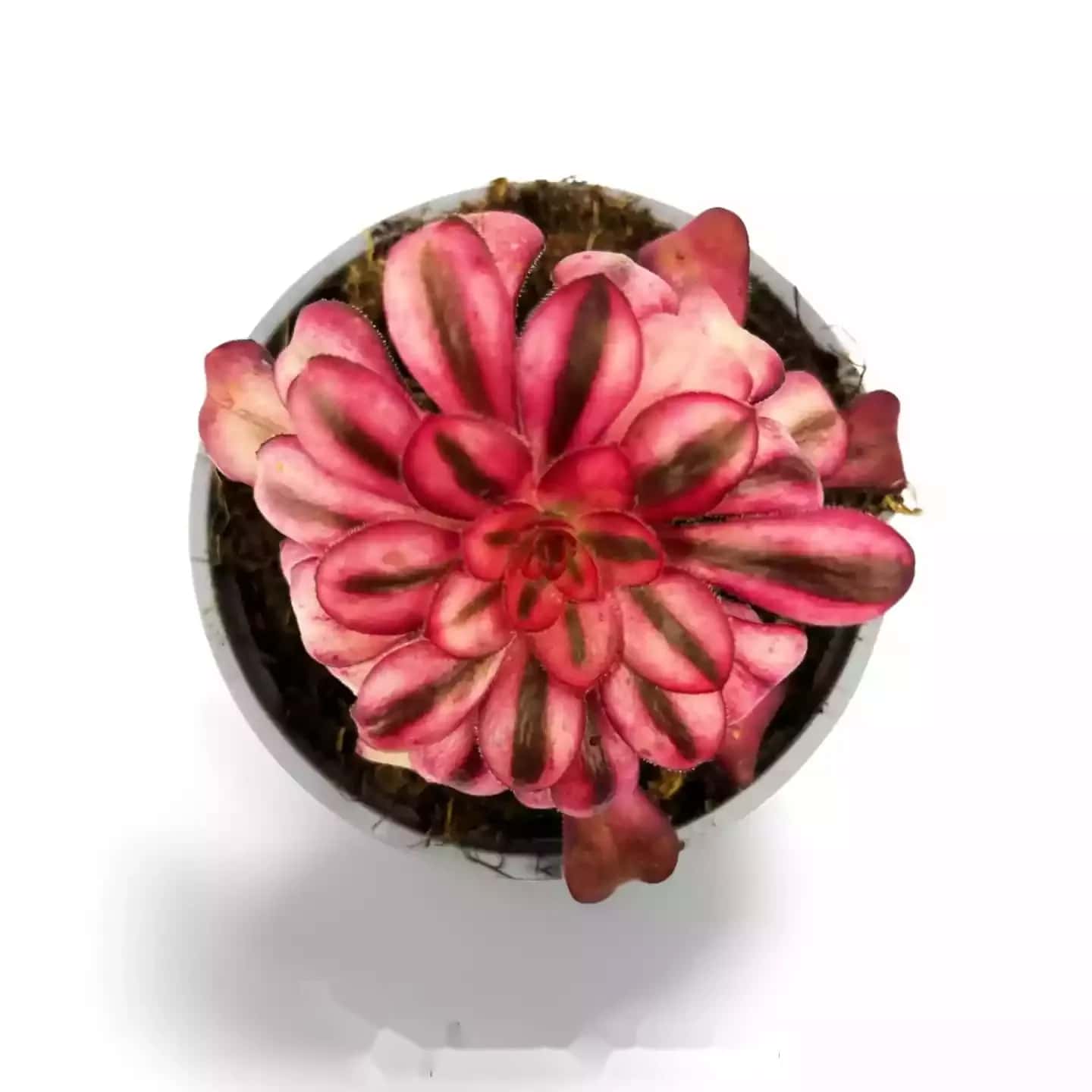 Aeonium Medusa