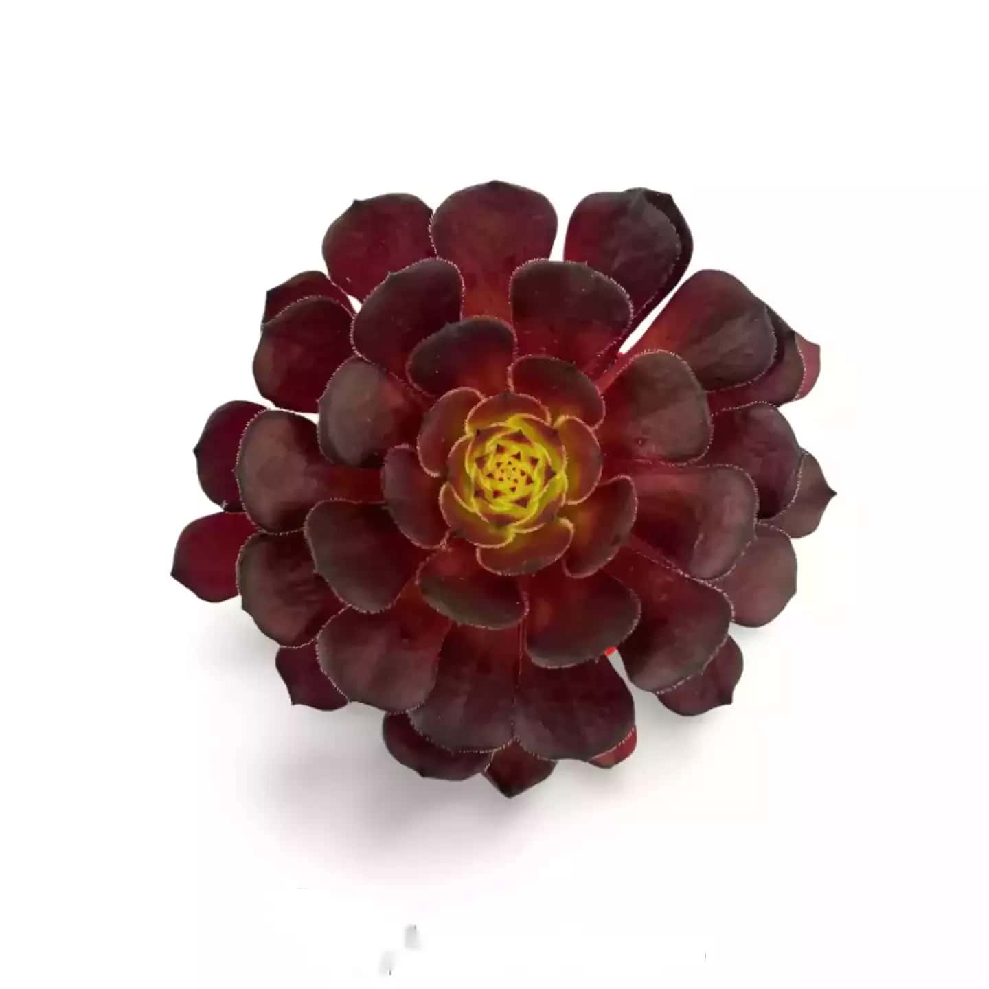 Aeonium Morticia