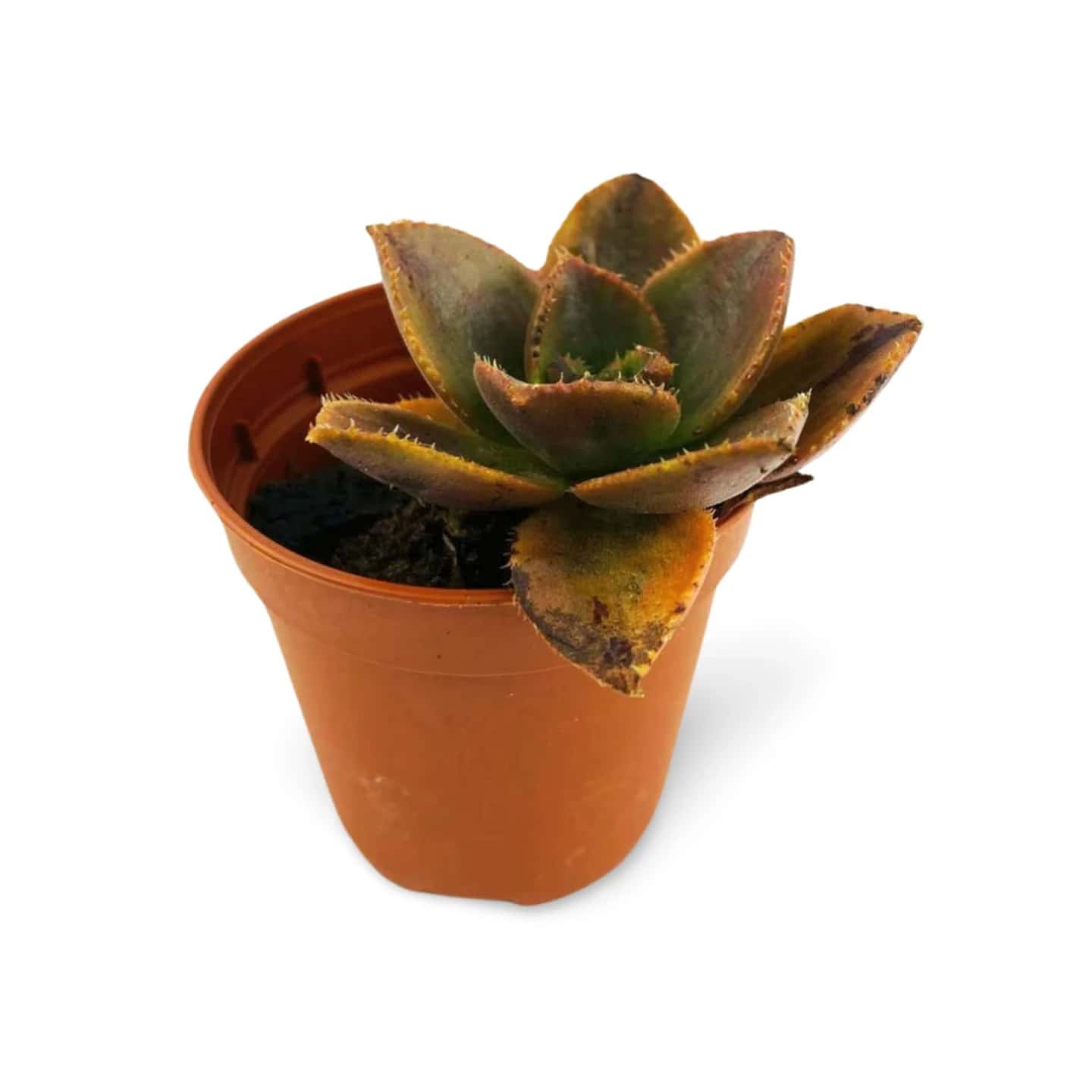 Aeonium Nobile