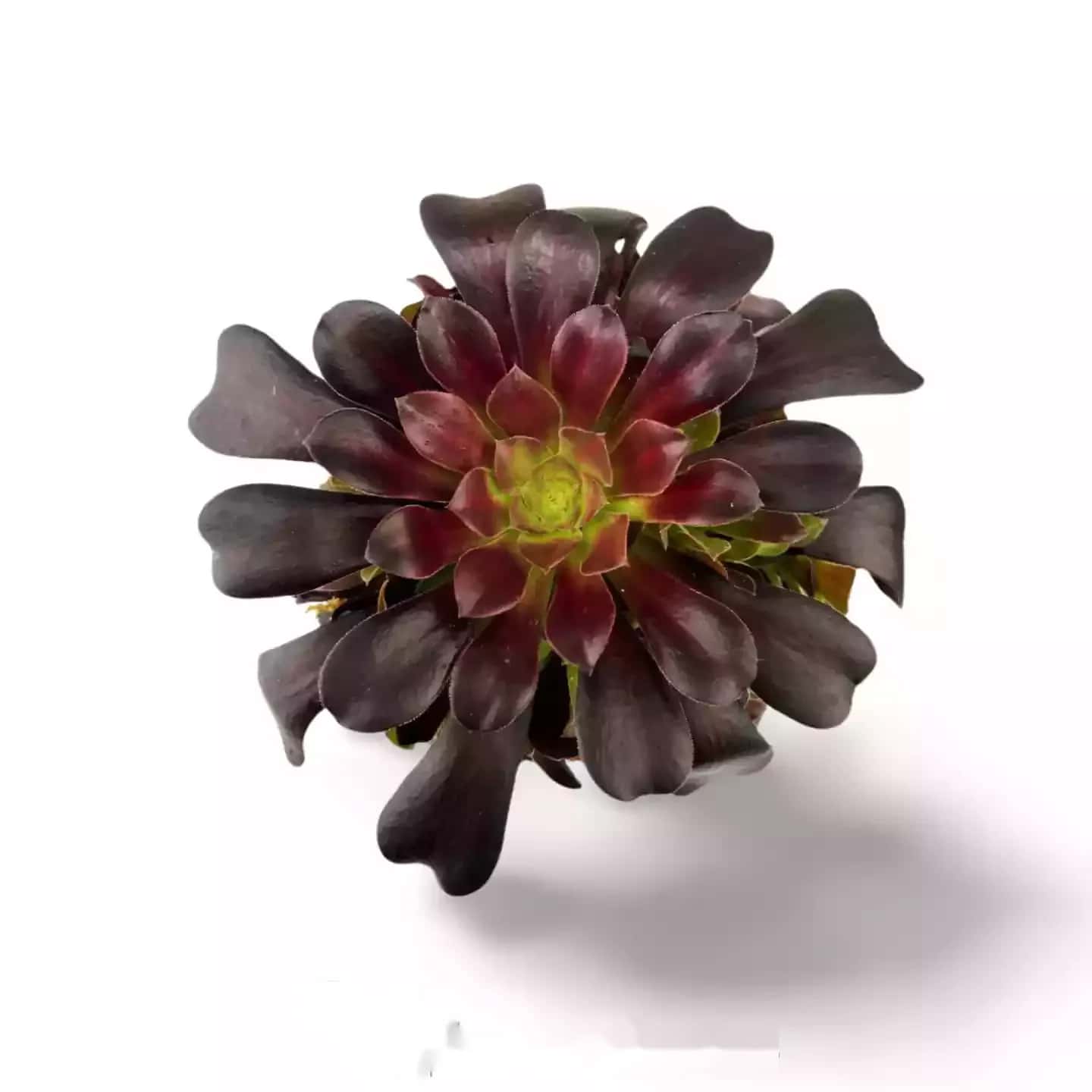 Aeonium Arboreum Schwarzer Rosenbaum 5