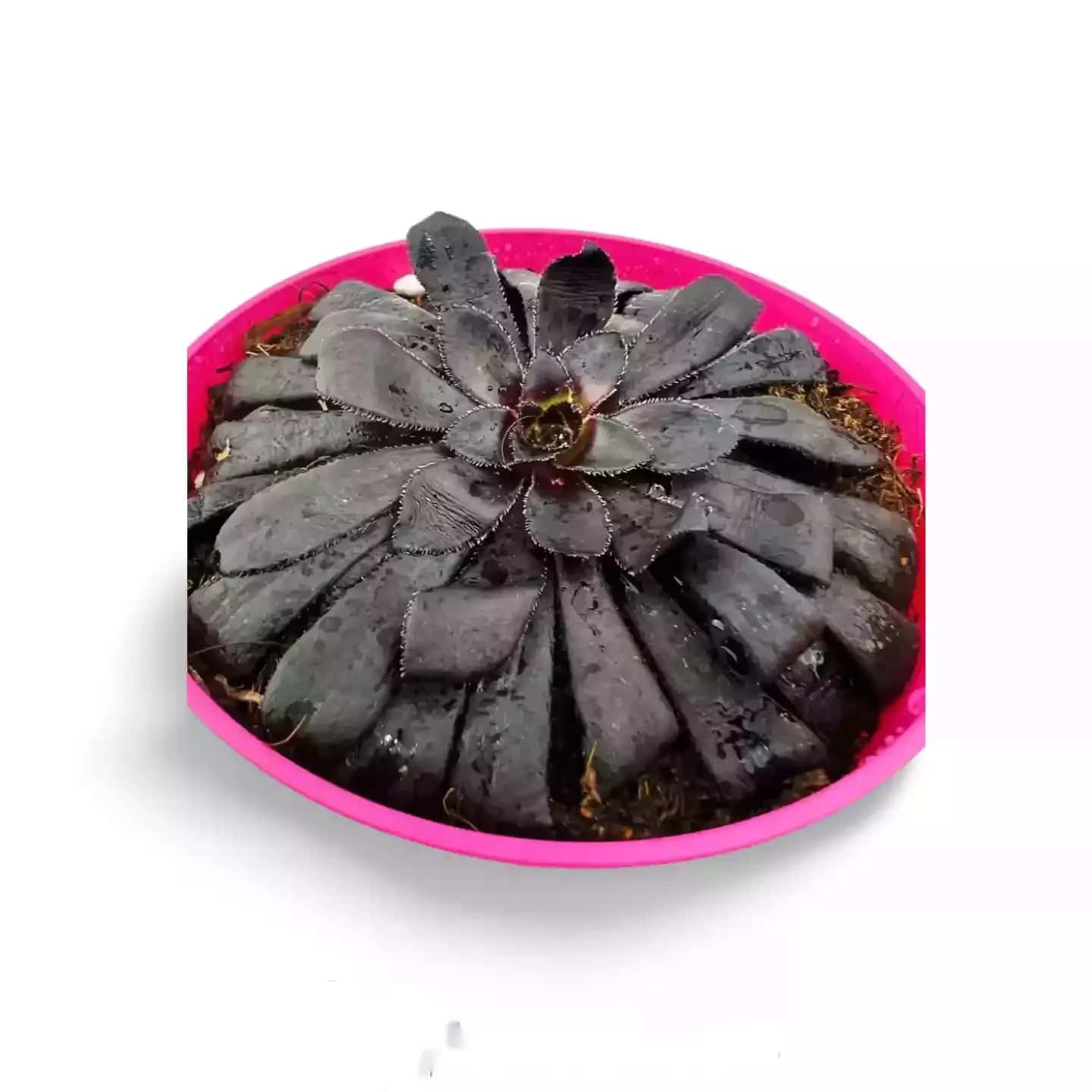 Aeonium Zwartkop Black Rose Var