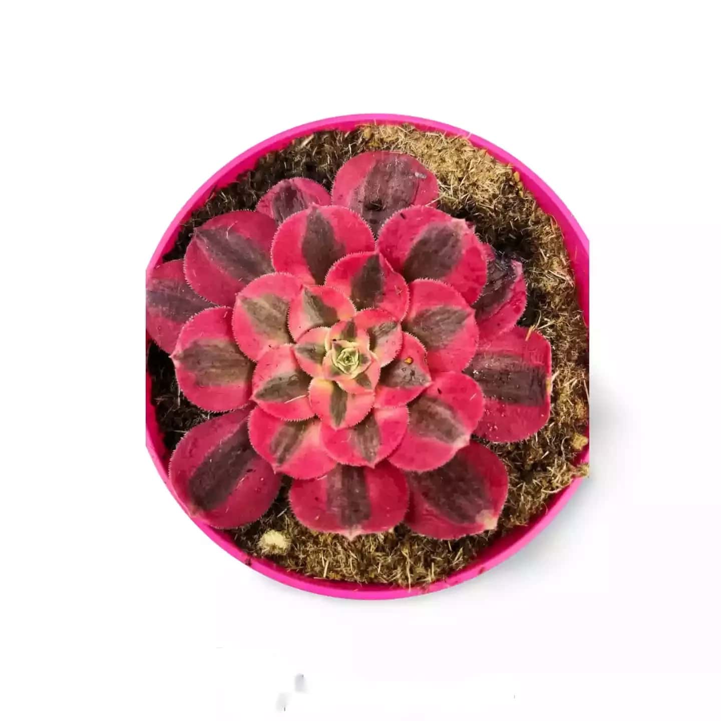 Aeonium Pink Witch