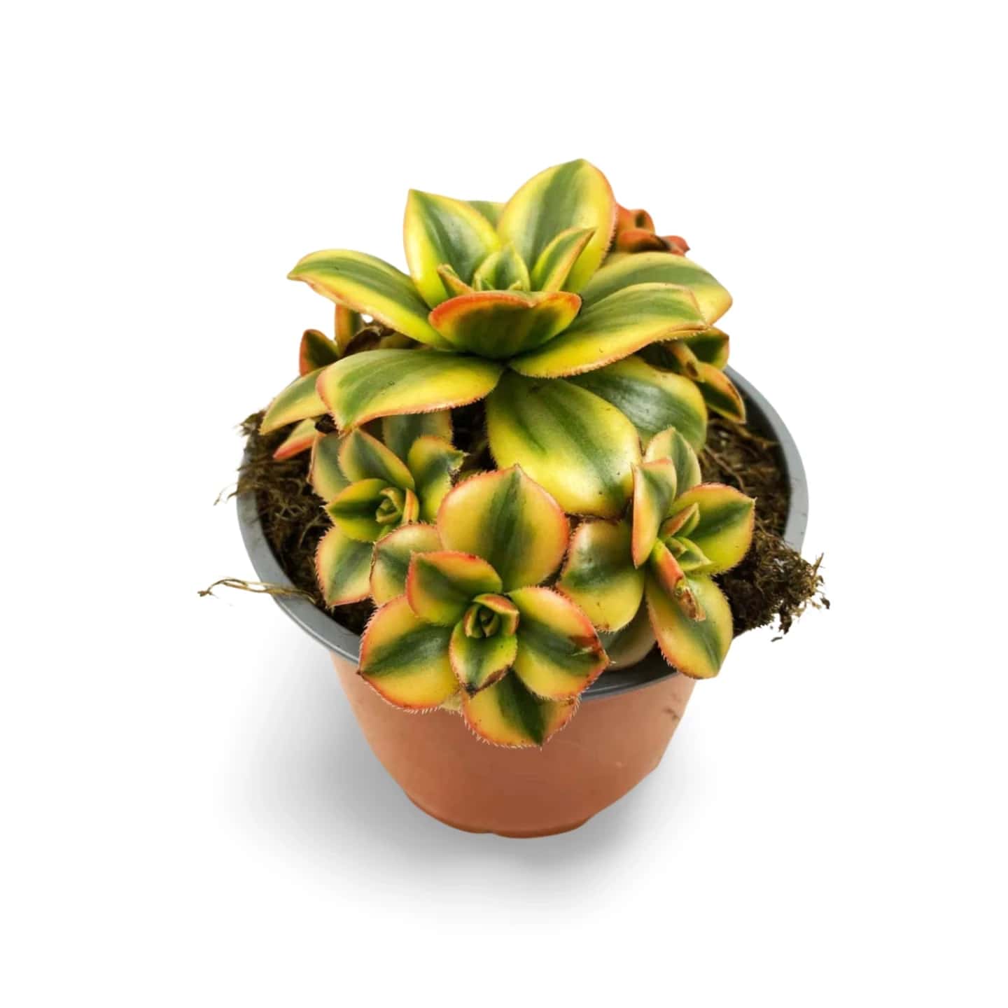 Aeonium Decorum Variegatum Gelb