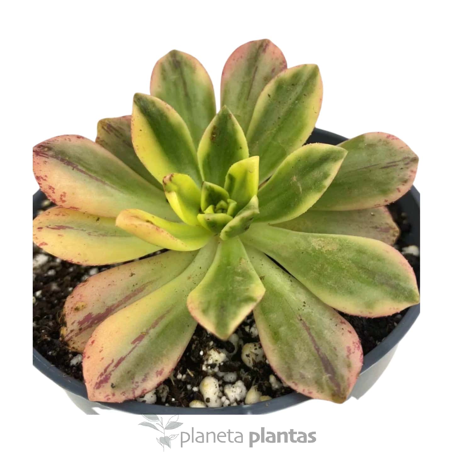 Aeonium-Grüntee