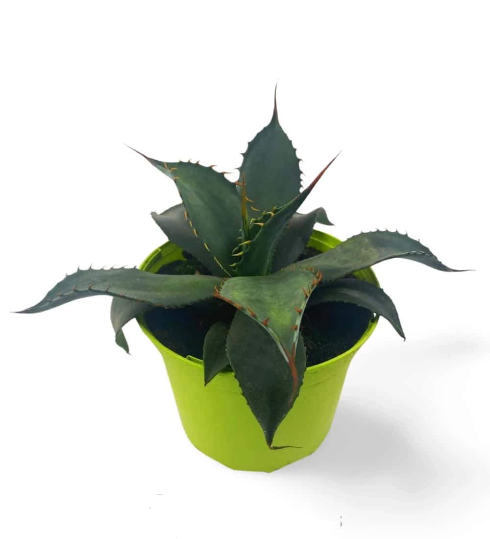 Agave Colorata