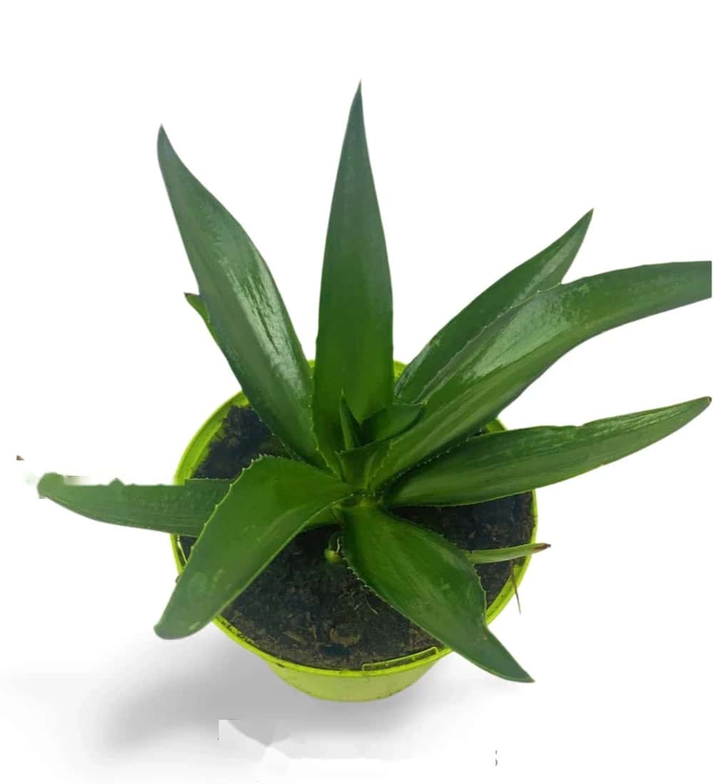 Agave Desmettiana Grün