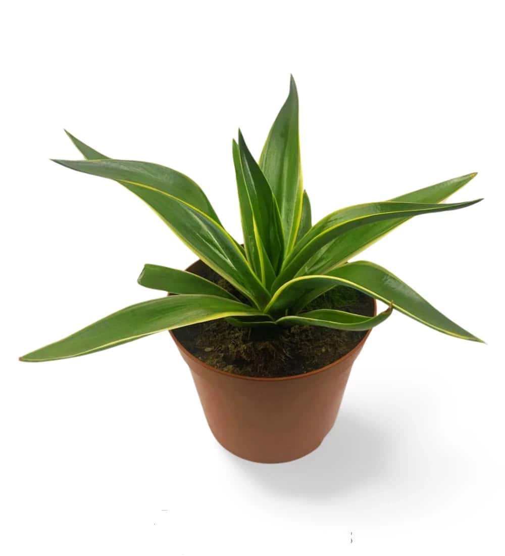 Agave Desmettiana variegata