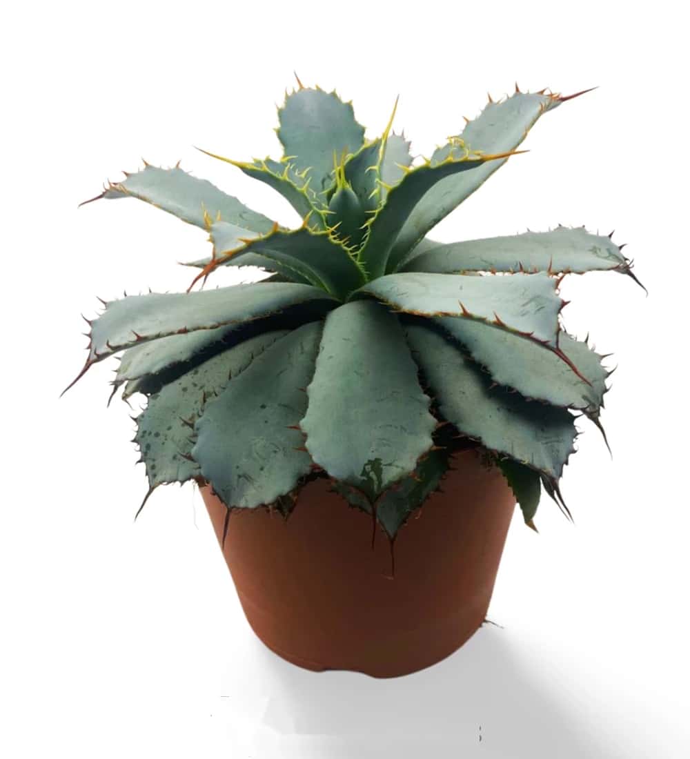 Guadalajara-Agave (Leon)
