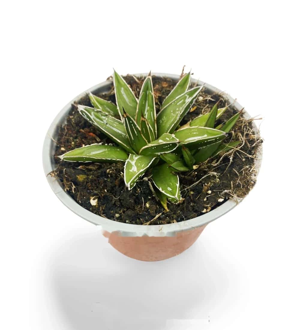 Königin Victoria Agave