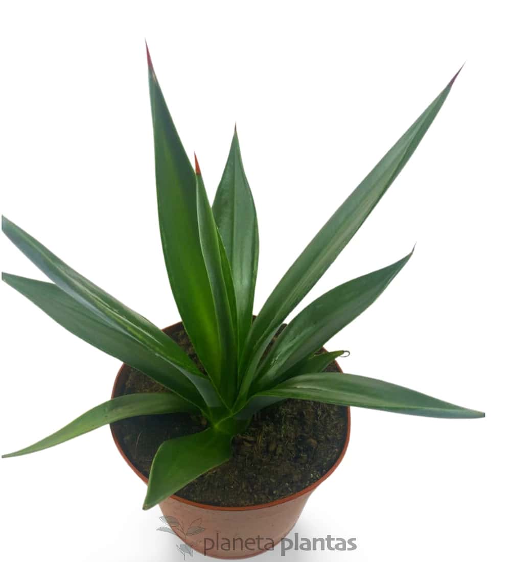 Agave Sisalana