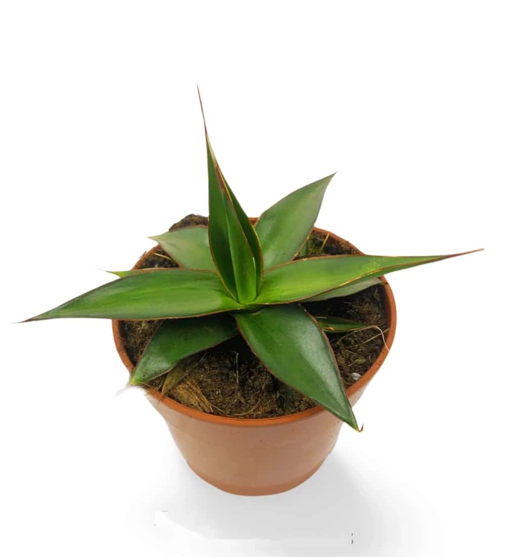 Agave impressiona beeindruckend