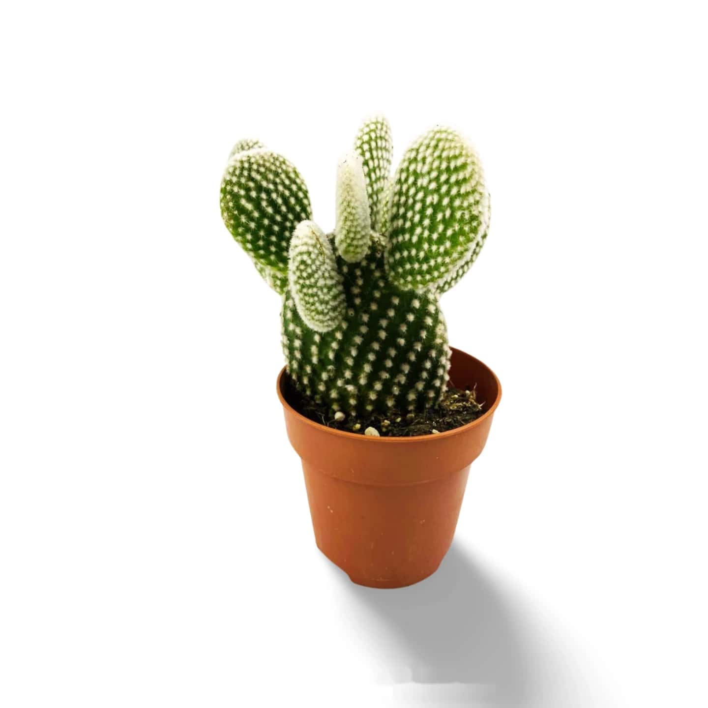 Opuntia microdasys