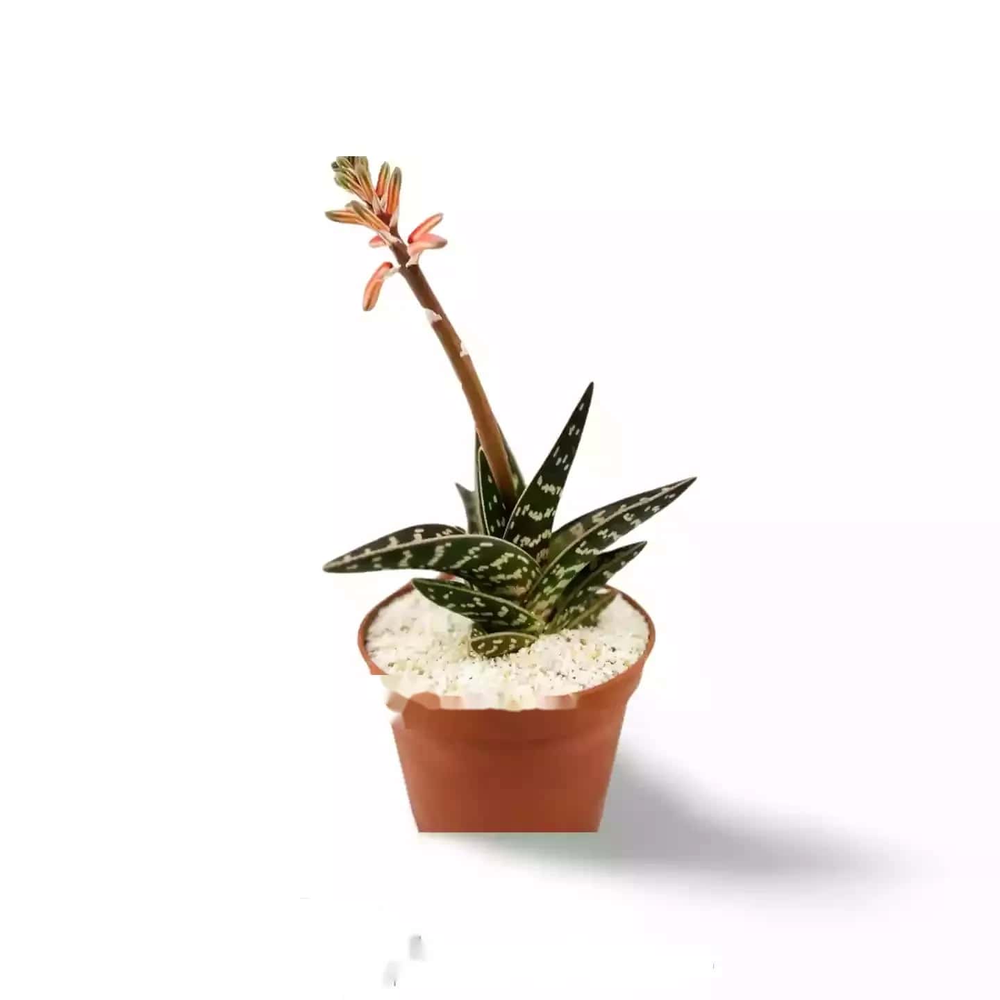 Tiger-Aloe xxl