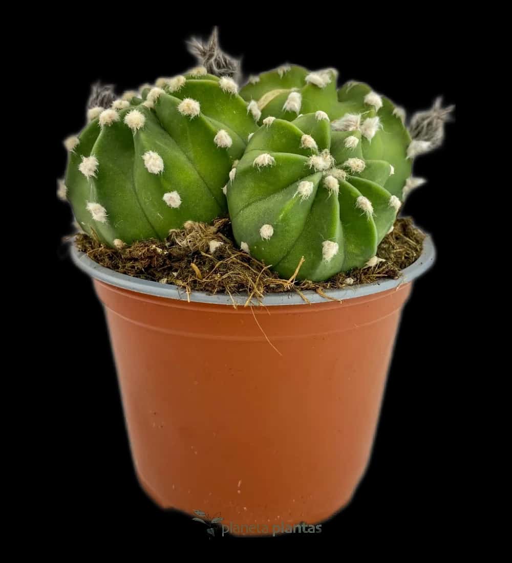 Astrophytum Asterias