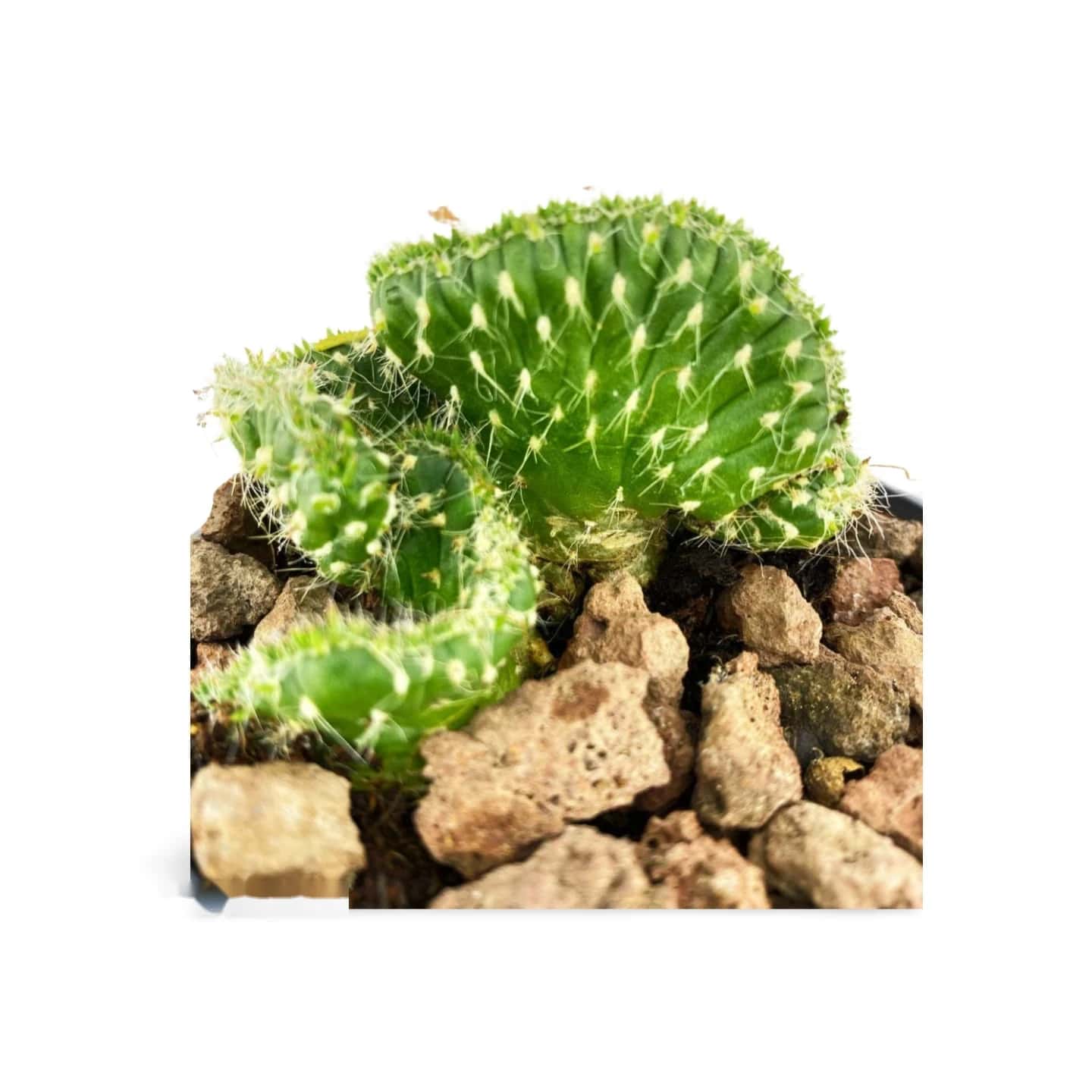 Austrocylindropuntia Subulata