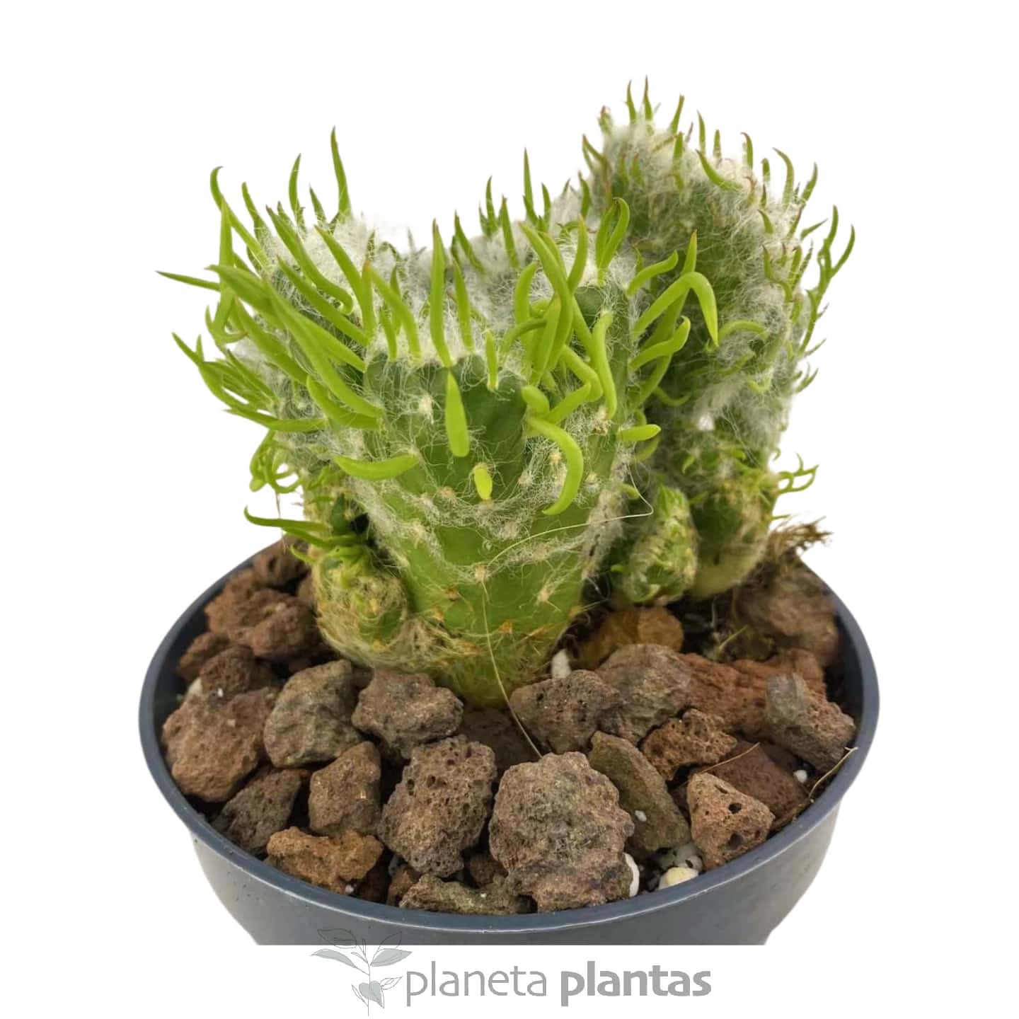 Austrocylindropuntia Vestita Cristata