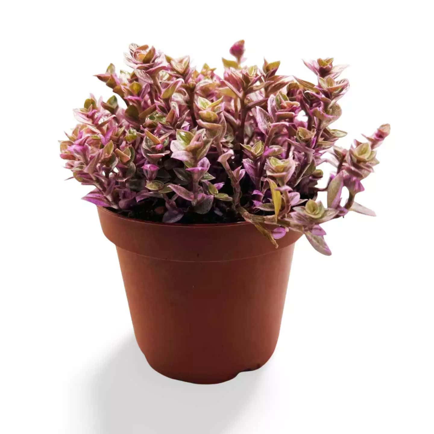Callisia Repens Pink Panther Groß