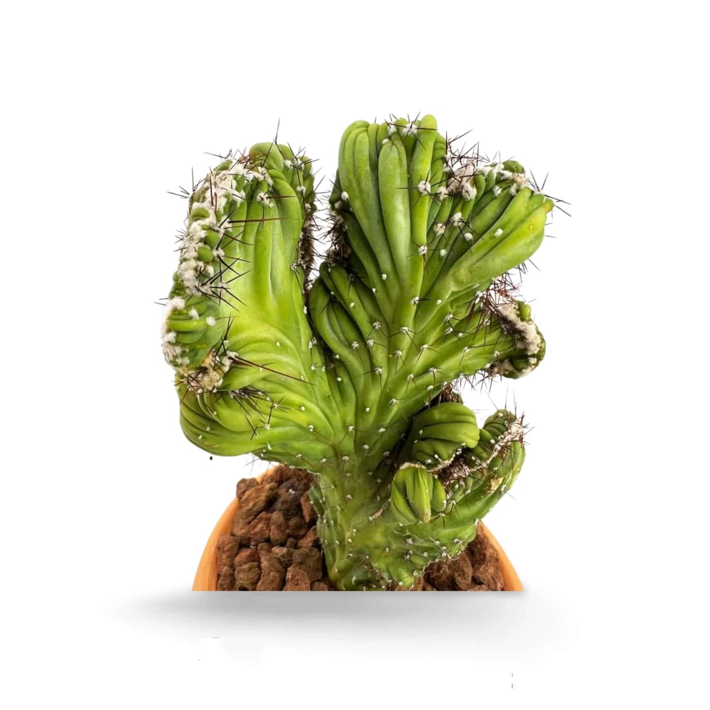 Cereus Peruvianus Monstruosa Cristata