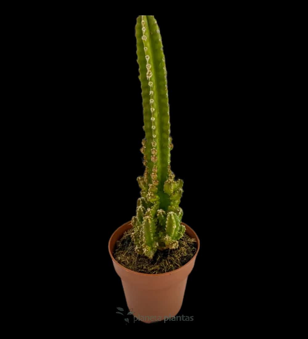 Adas-Burg - (Cereus Tetragonus)