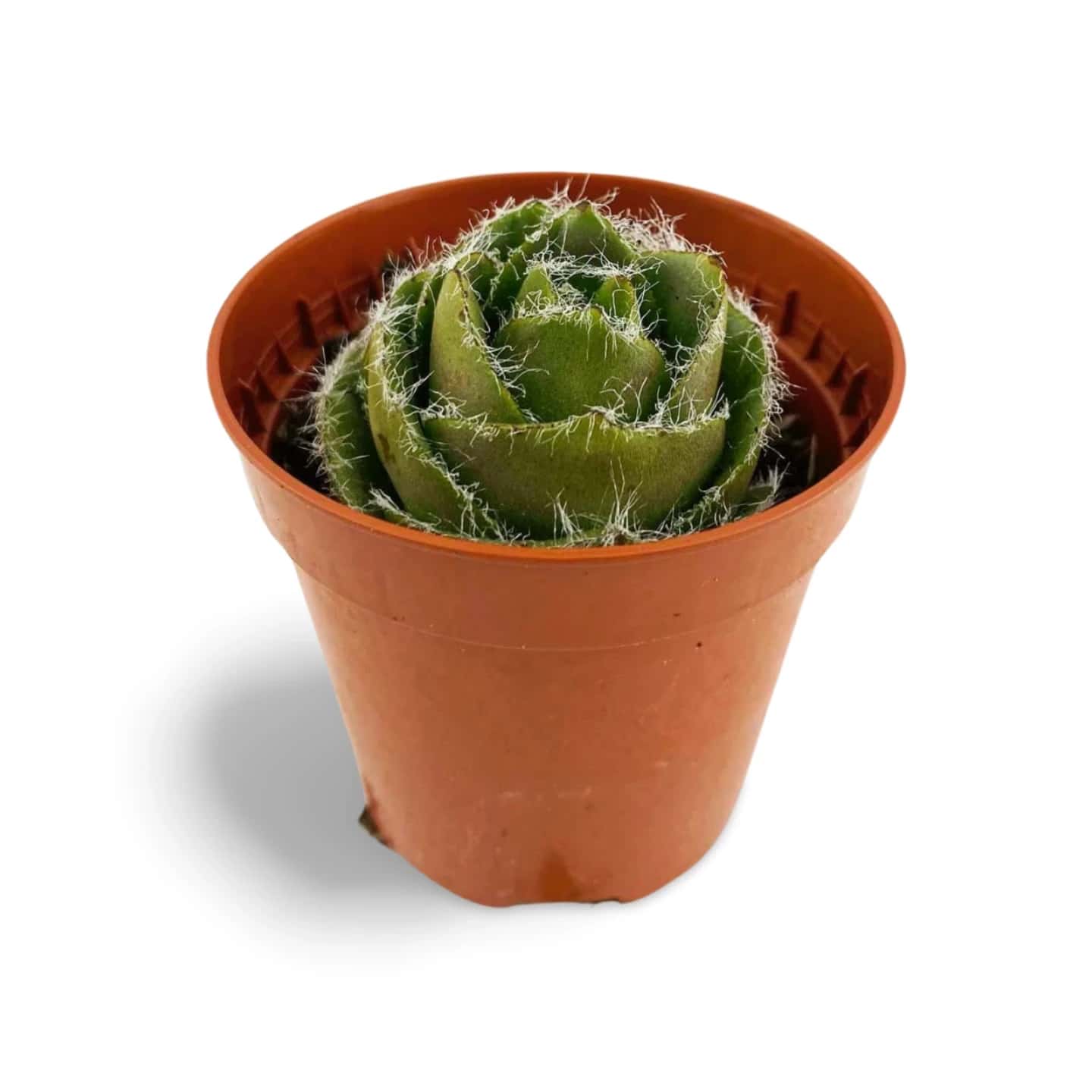 Crassula Barbata – Klein