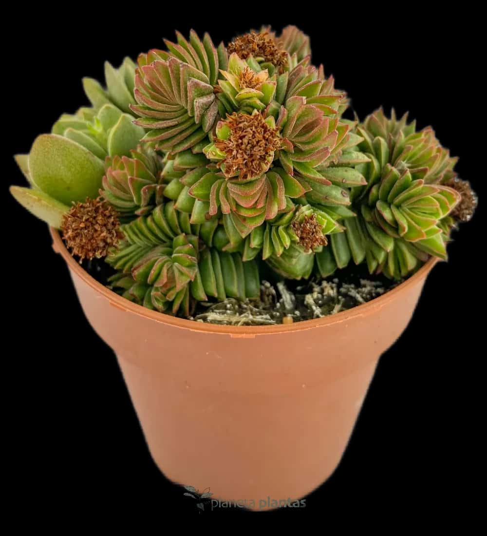 Crassula Estagnol