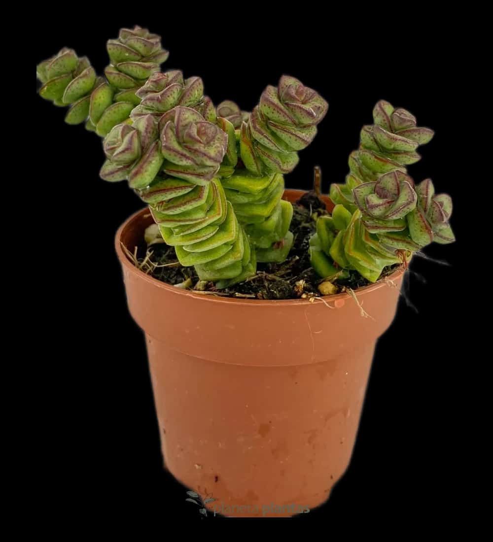 Jade-Halskette – (Crassula-Jade-Halskette)