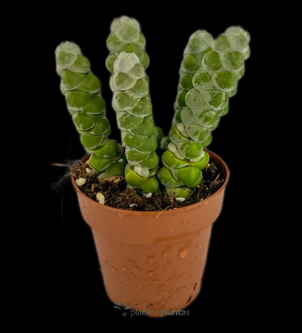 Crassula Moonglow