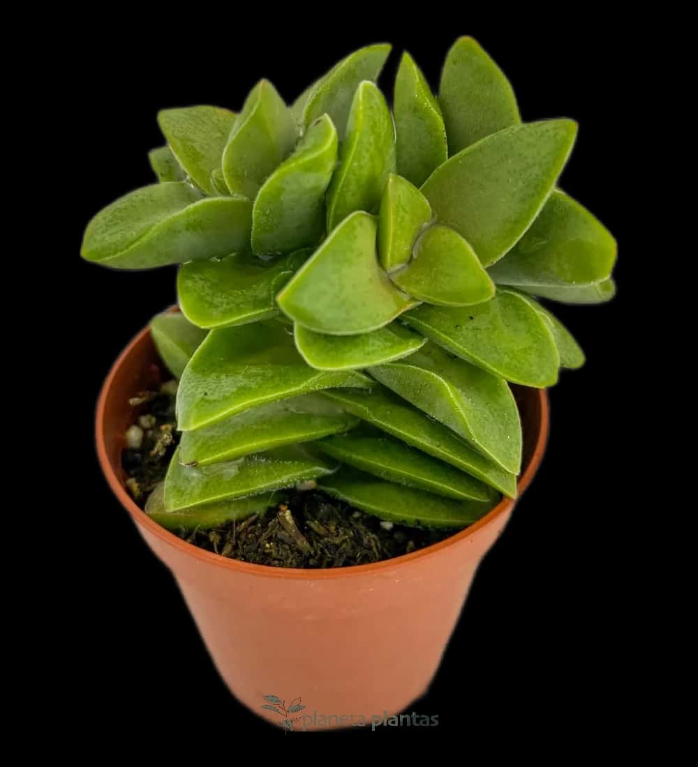Crassula Spring Time Mod B