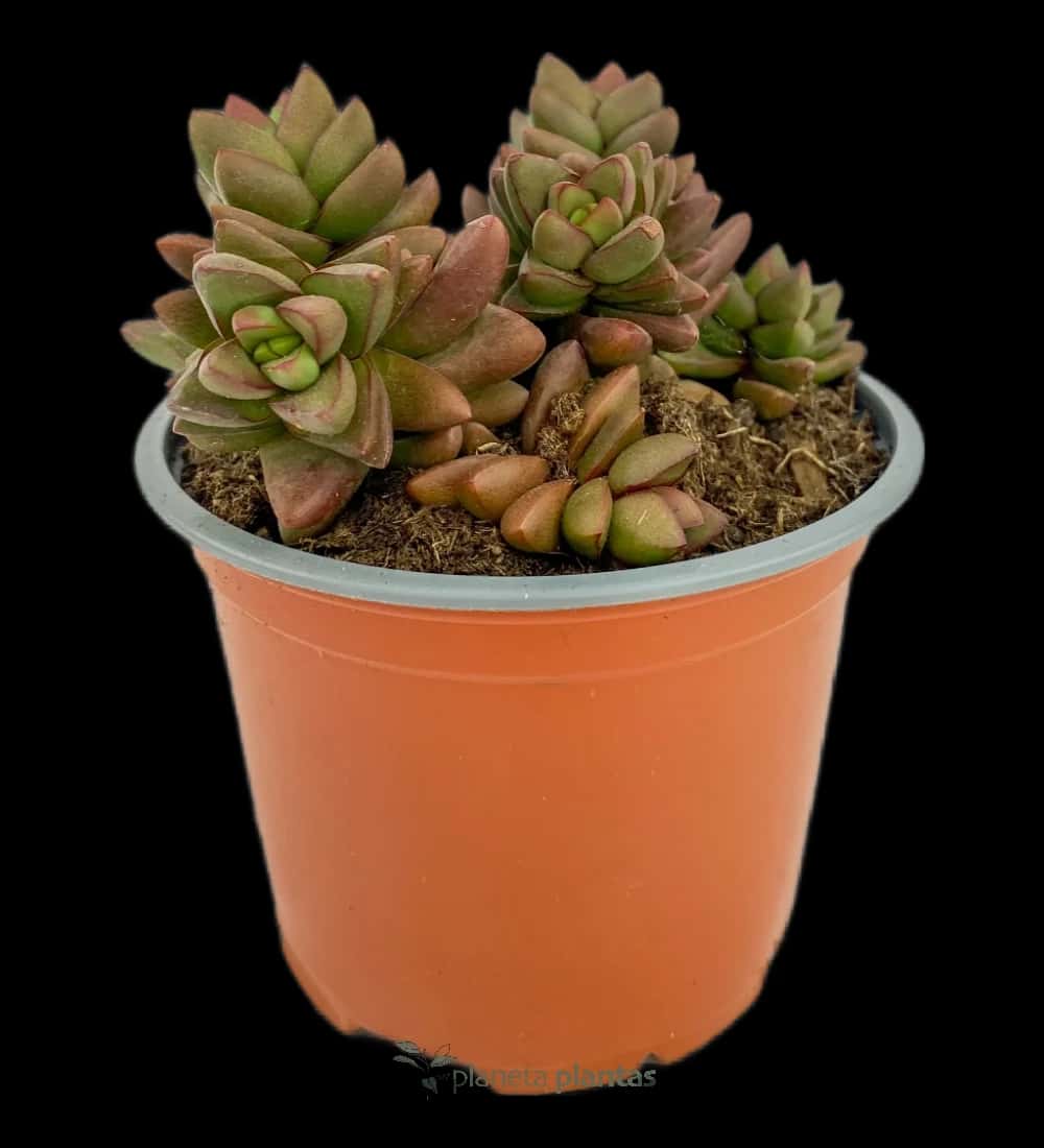 Crassula Spring Time Mod A