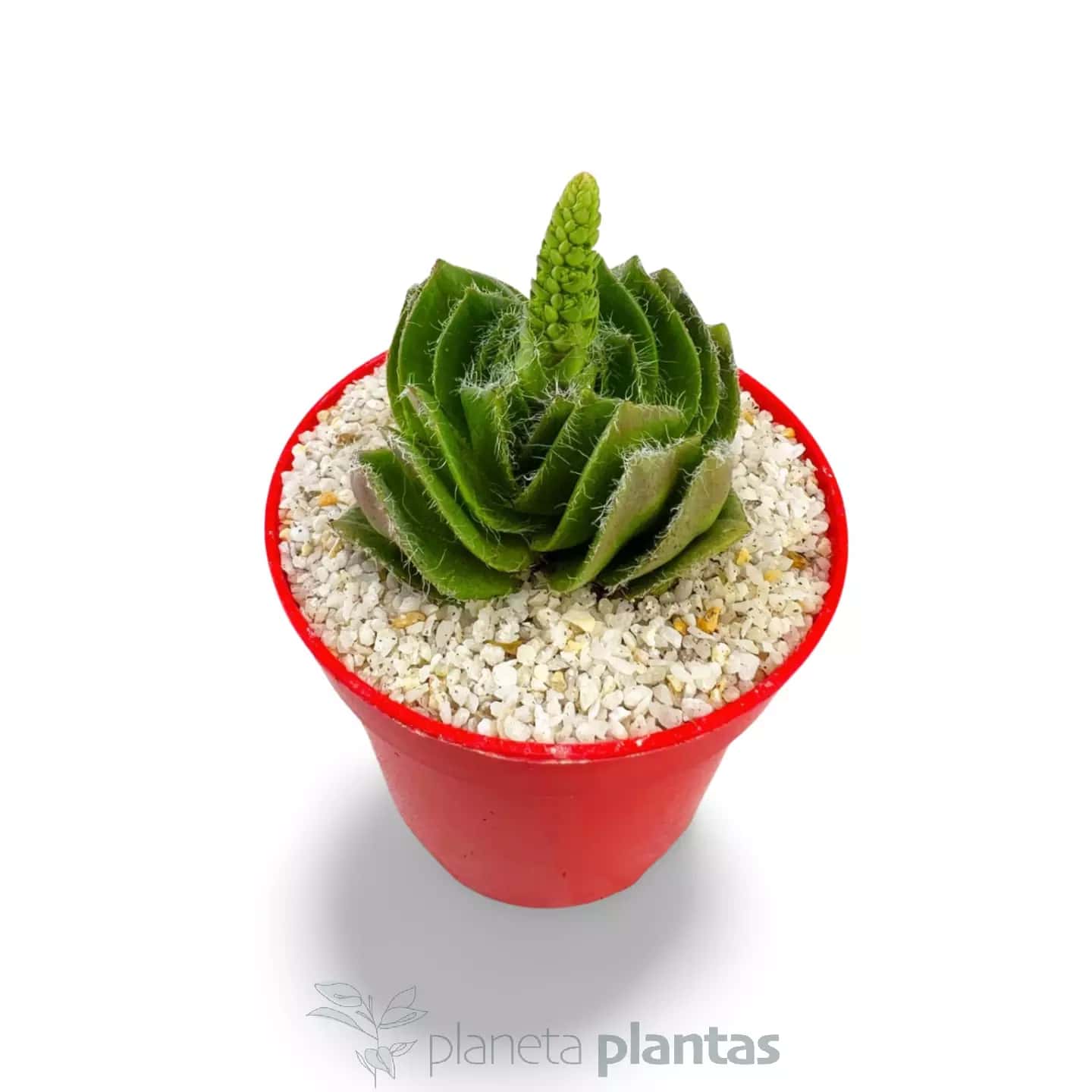 Crassula Barbata – Groß