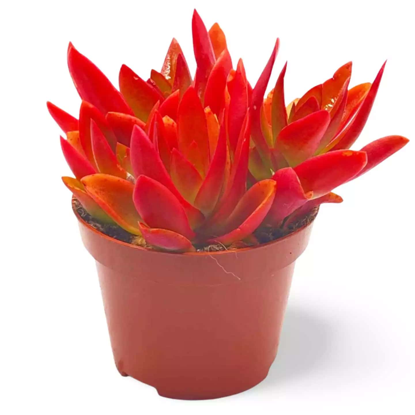 Crassula capitella Feuer-Crassula - Groß