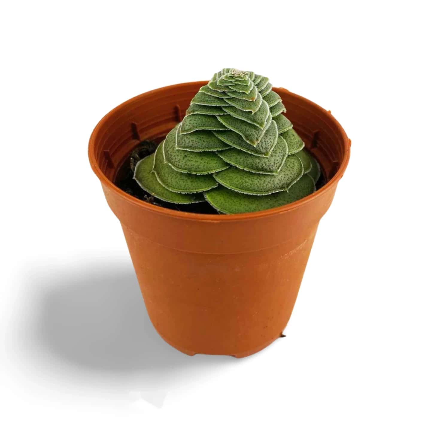 Crassula hemisphaerica