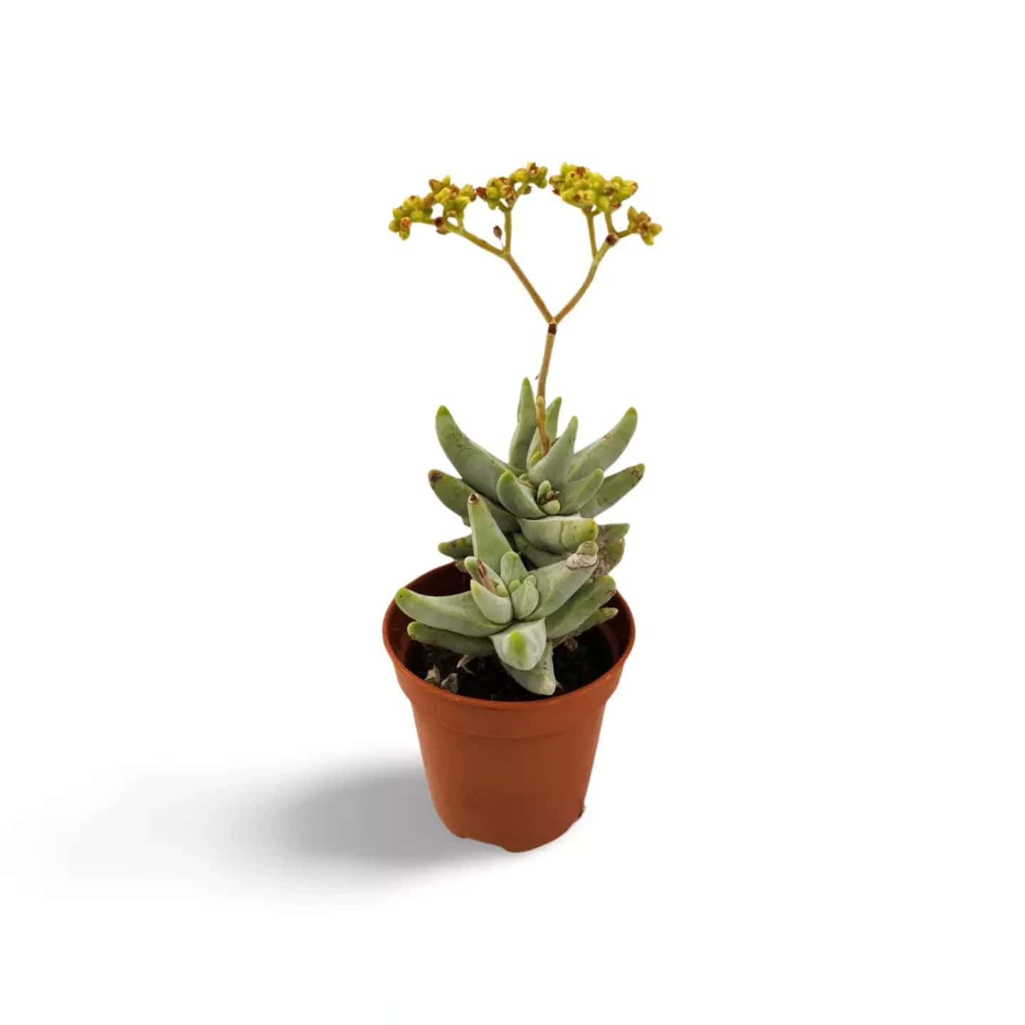 Crassula Cornuta