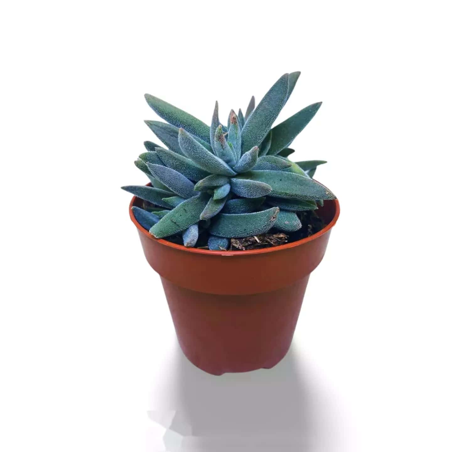 Crassula mesembryanthemoides
