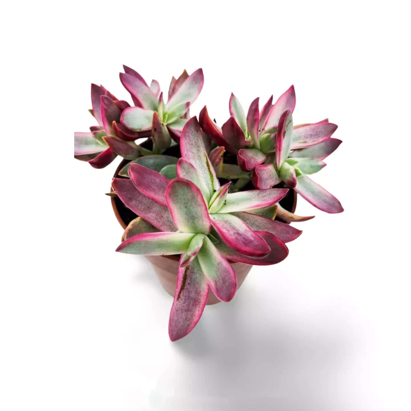 Crassula Rubricaulis Zuckerstange