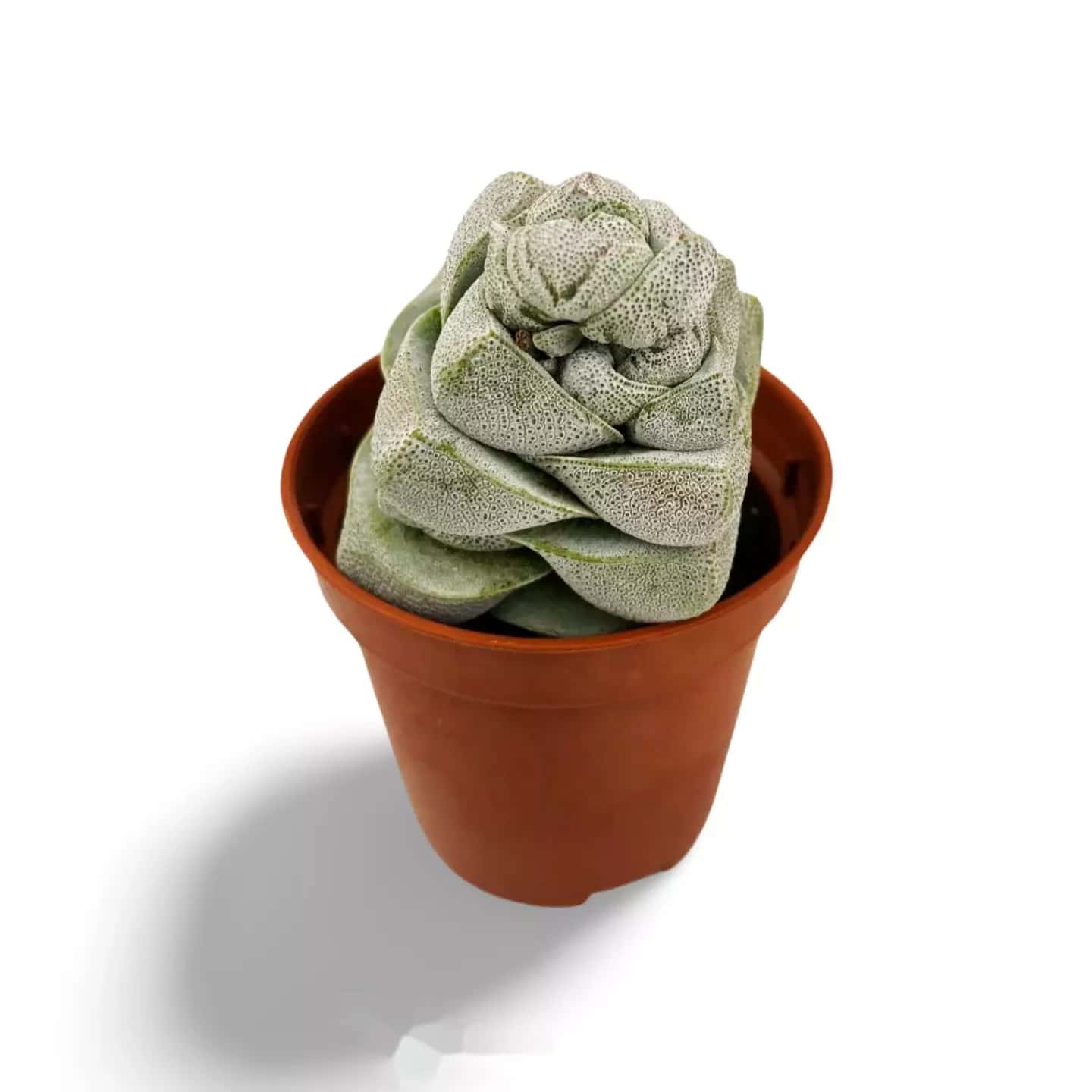 Crassula-Betrüger