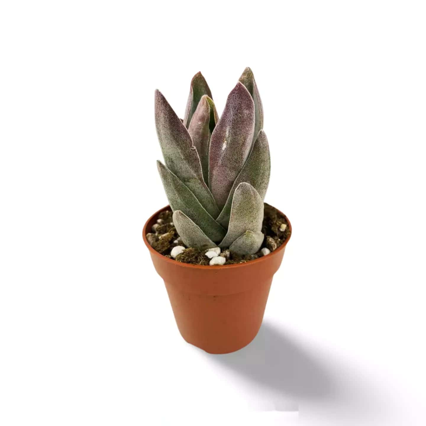 Crassula-Granat-Lotus