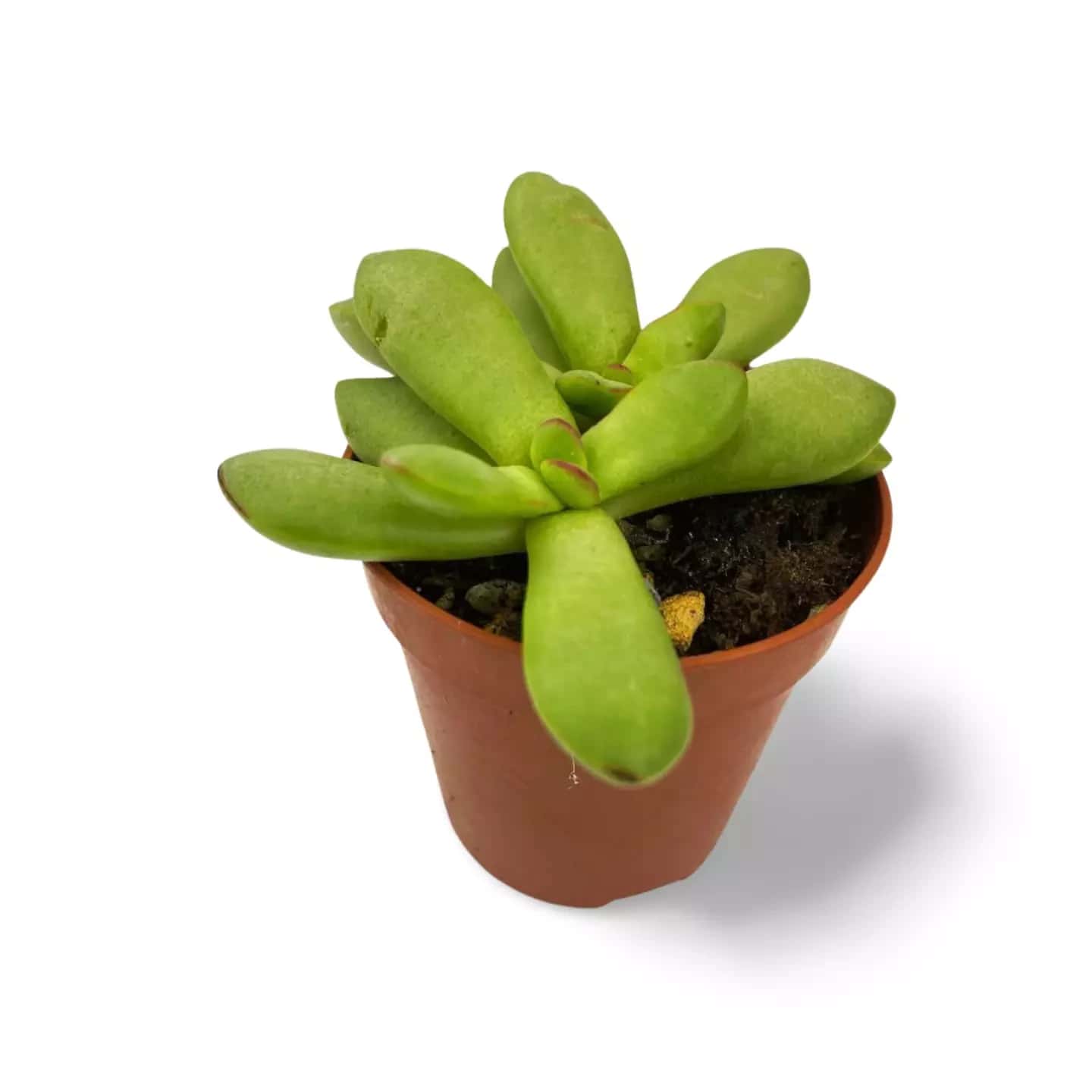 Crassula Nudicaulis var herrei