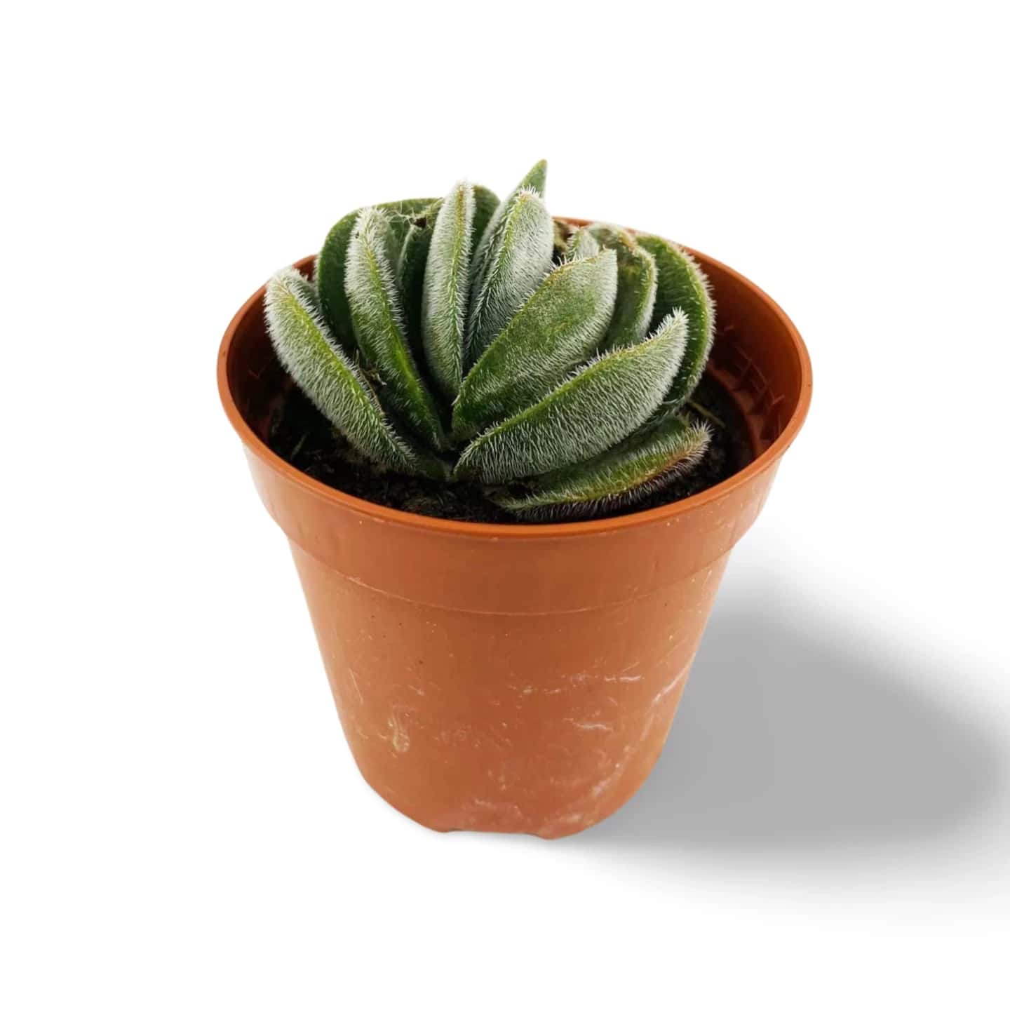 Crassula Tomentosa Vredendal