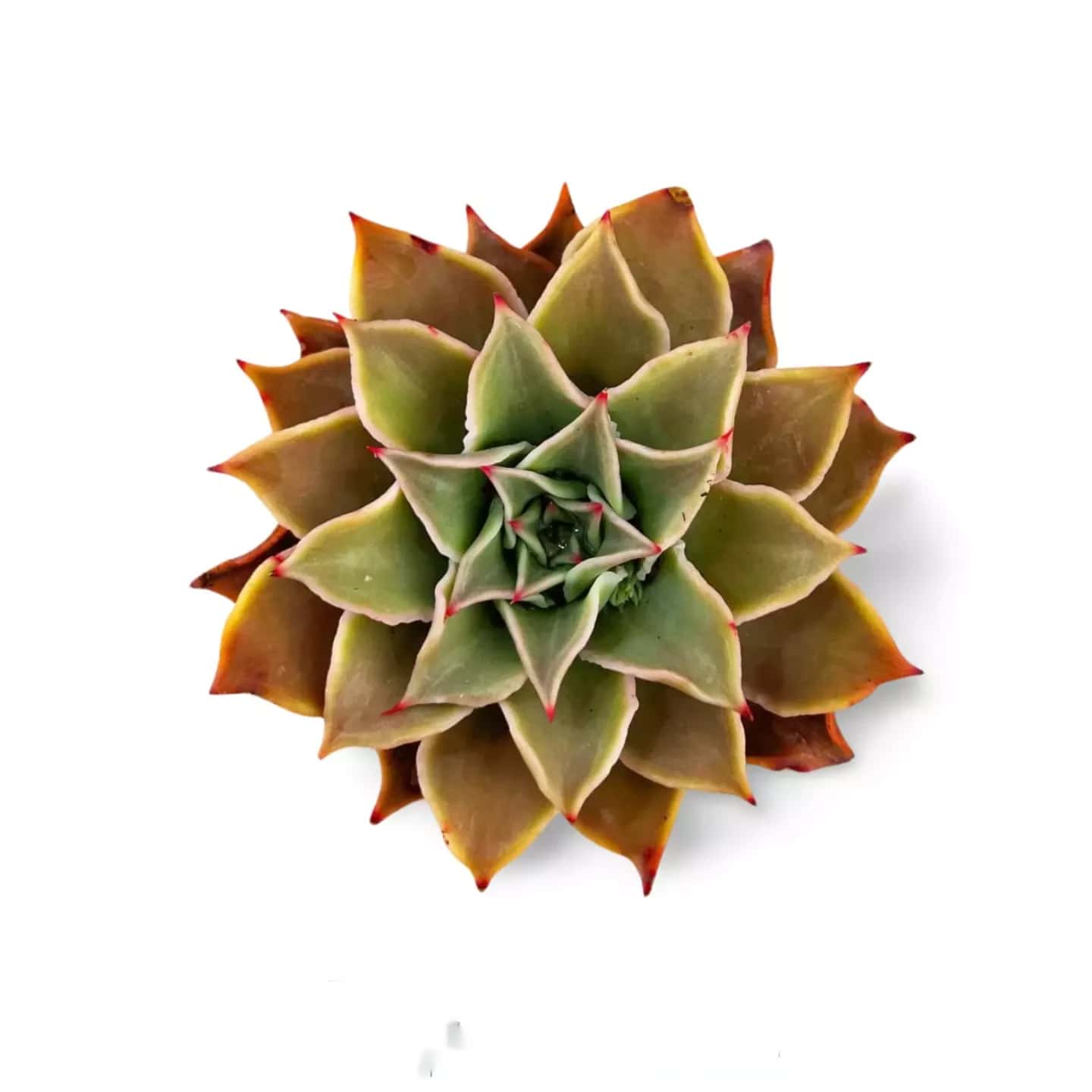 Echeveria Madiba