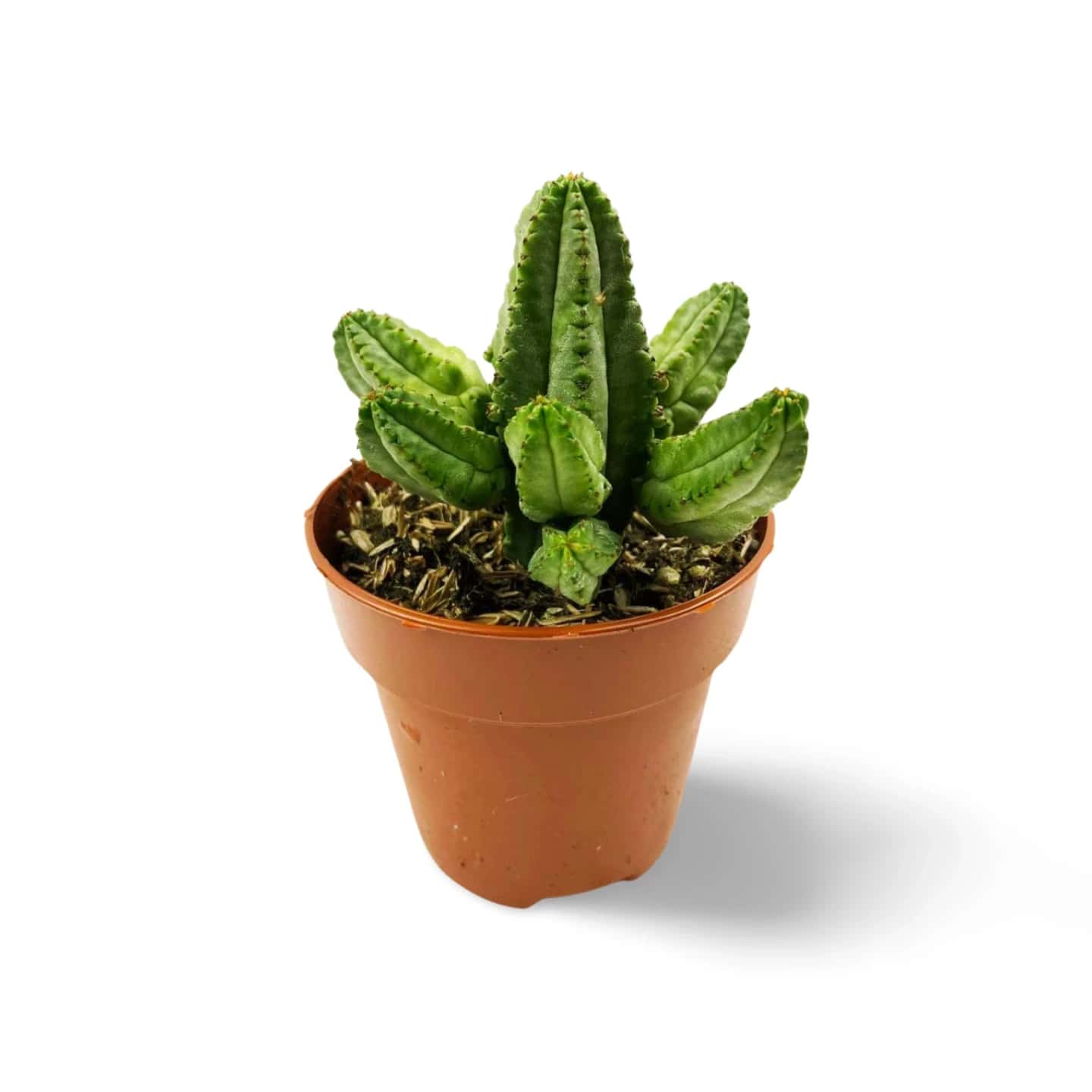 Euphorbia Tubiglans